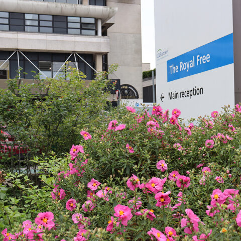 Close-up photo of a Cistus plant, showing its delicate, tissue-paper-like white flowers with distinctive dark red blotches at the base of each petal and green lance-shaped leaves, captured outdoors next to hospital signage.